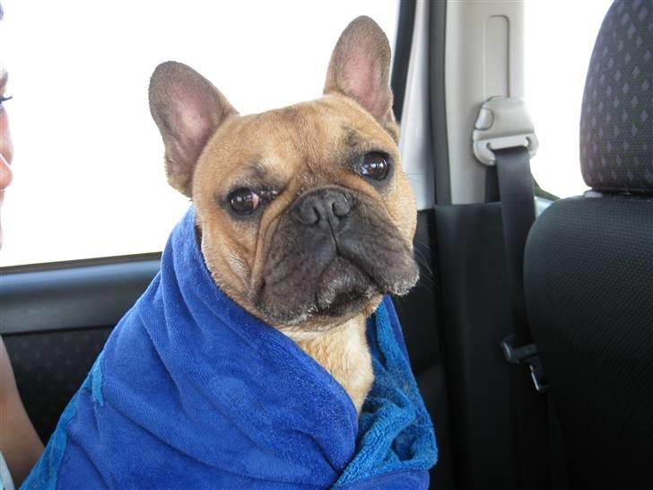 Fransk bulldog **Bosco** -  16 mdr.. Kold tur ved stranden... billede 2