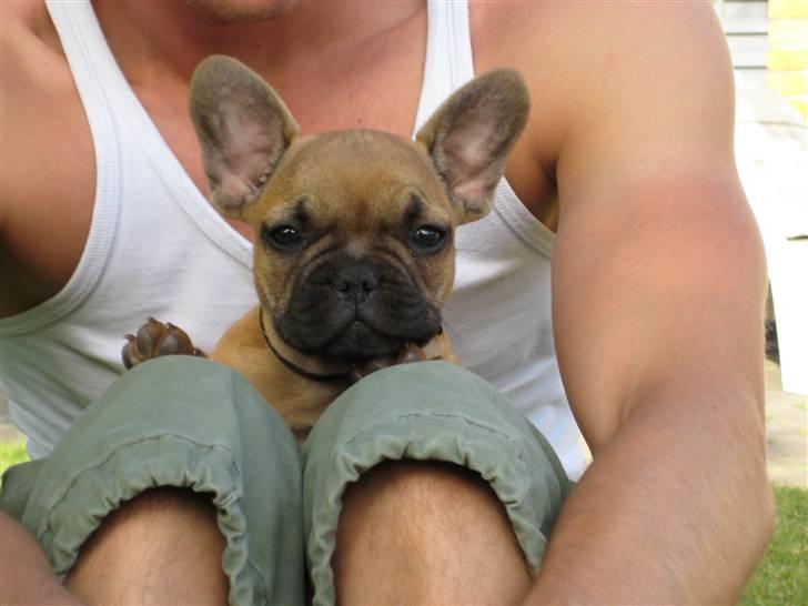 Fransk bulldog **Bosco** - mig og min far - 9 uger billede 3