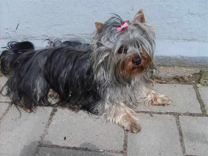Australian silky terrier Luna R:I:P billede 1