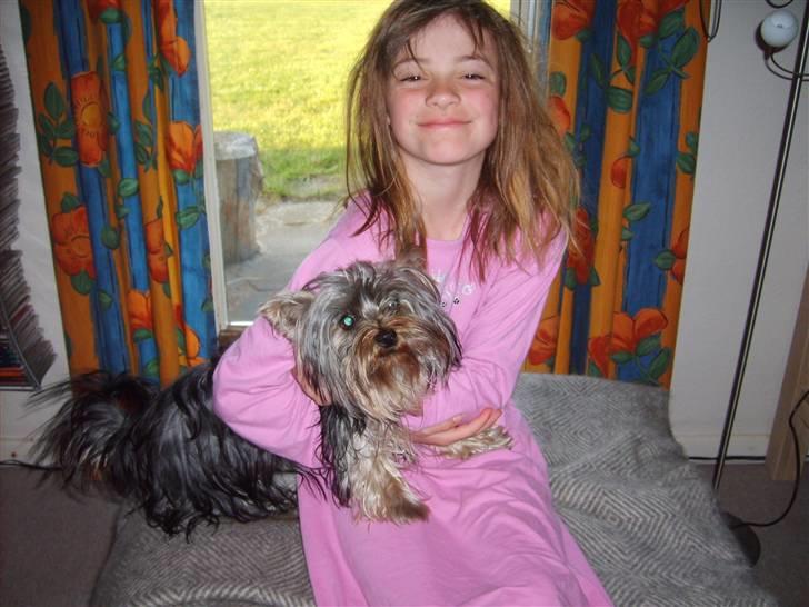 Australian silky terrier Luna R:I:P billede 2