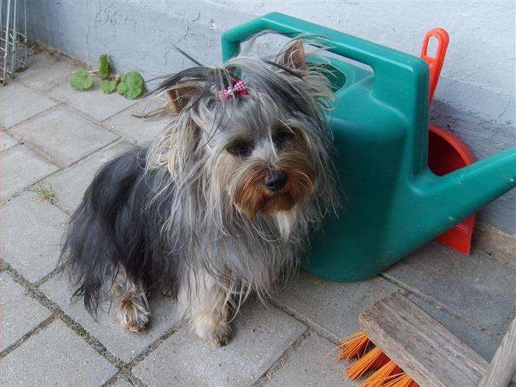 Australian silky terrier Luna R:I:P billede 3