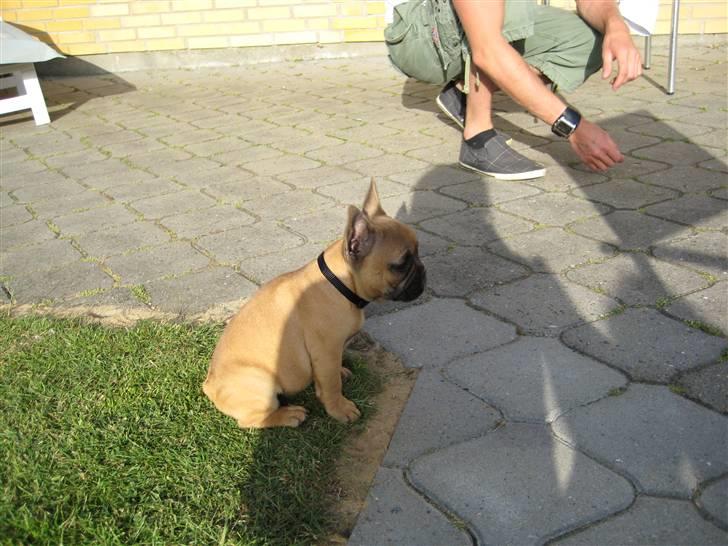 Fransk bulldog **Bosco** - 9 uger billede 4