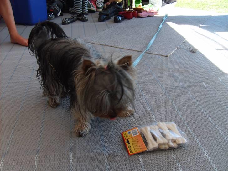 Australian silky terrier Luna R:I:P billede 4