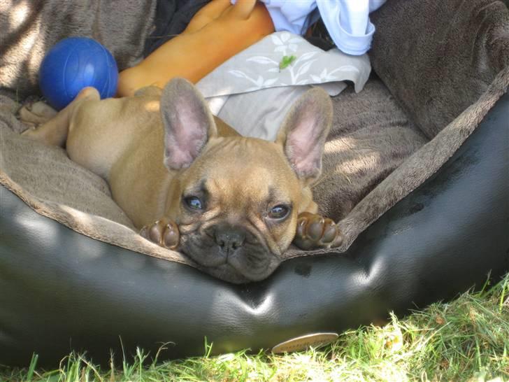 Fransk bulldog **Bosco** - lidt doven kan jeg også være - 10 uger billede 5