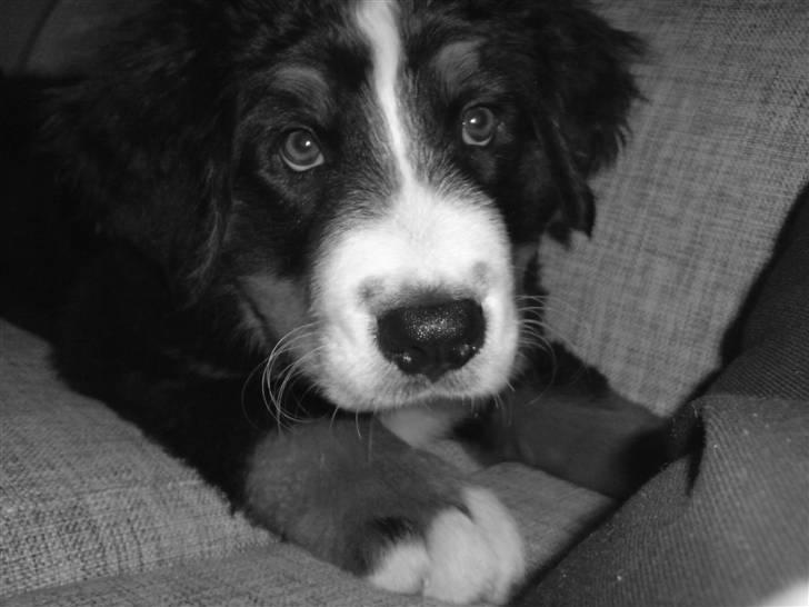 Berner sennenhund Luna billede 17