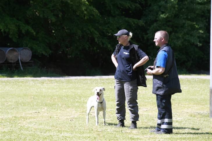 Blanding af racer Luzi - .... eller... billede 5