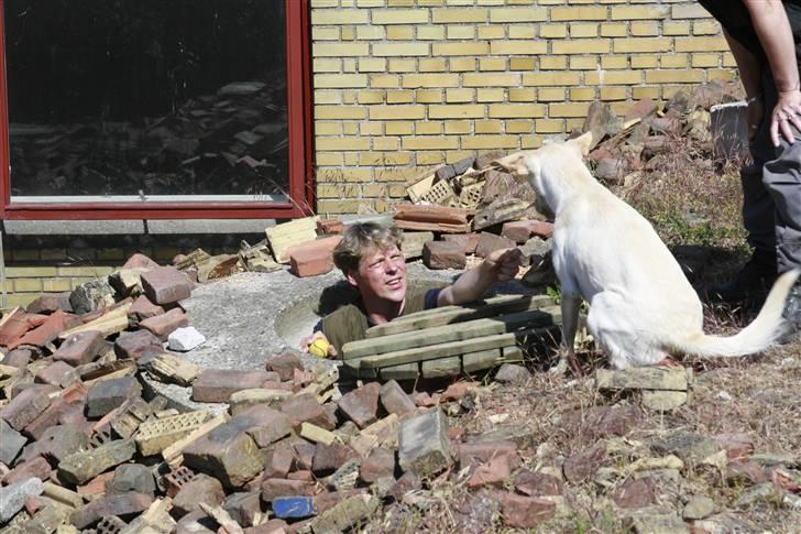 Blanding af racer Luzi - vov fand dig!!! billede 6