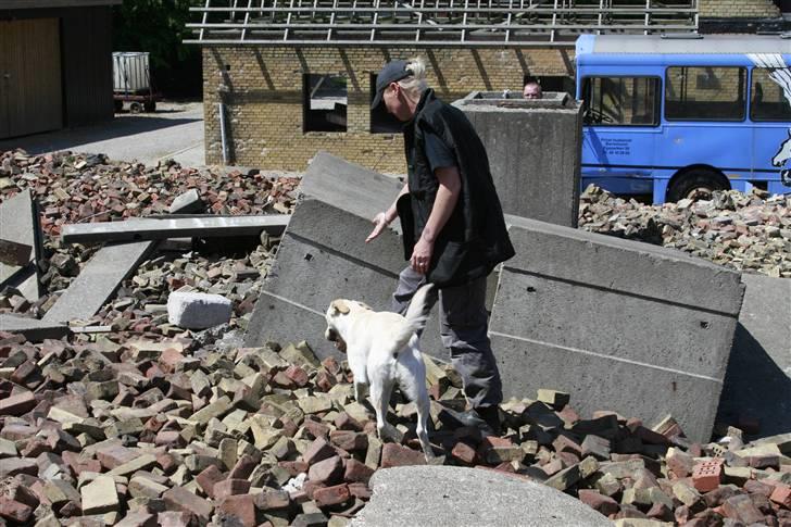 Blanding af racer Luzi - rundere billede 7