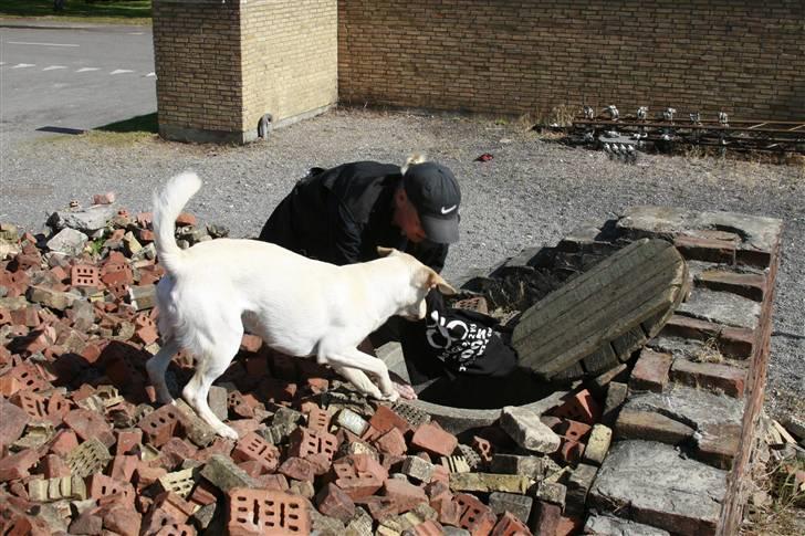 Blanding af racer Luzi - vov vov jeg fand noget....  billede 8