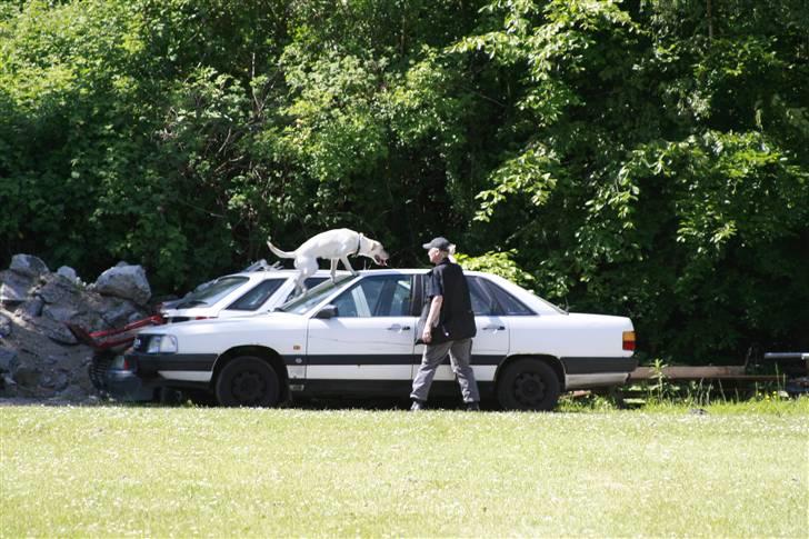 Blanding af racer Luzi - op på taget.... billede 9