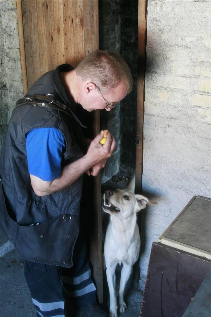 Blanding af racer Luzi - der var du jo! billede 10