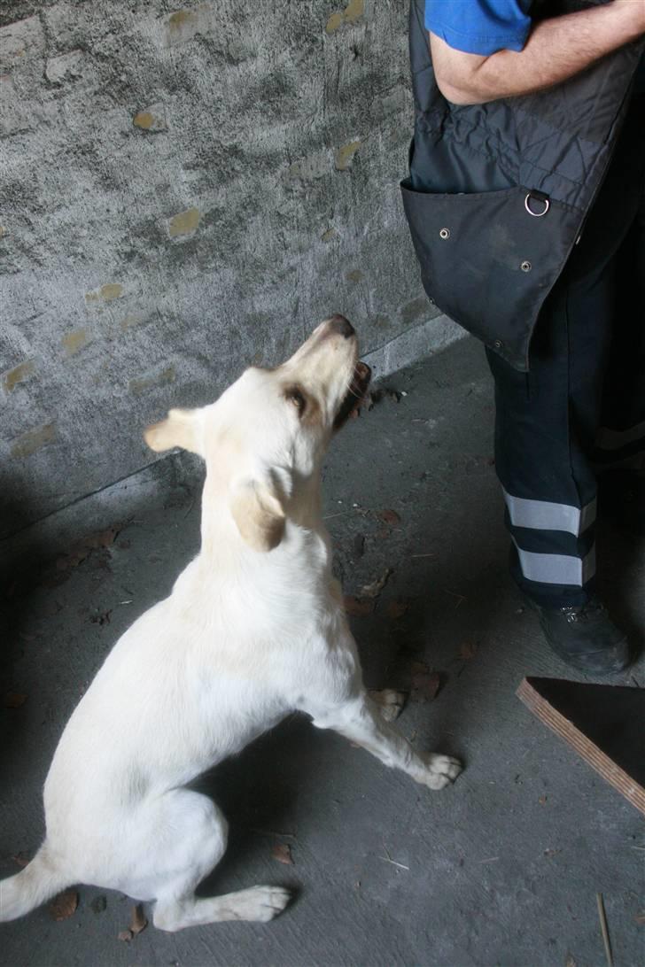 Blanding af racer Luzi - moooooaaaaarrrr jeg har en !!!! billede 11