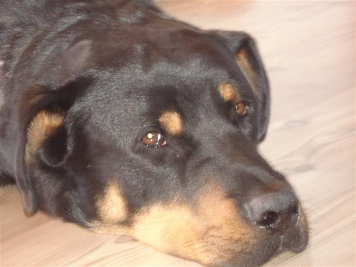 Blanding af racer Basse (bamse)R.I.P billede 1