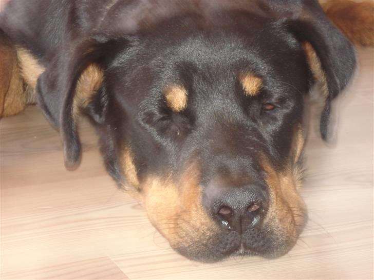 Blanding af racer Basse (bamse)R.I.P billede 2