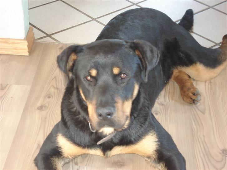 Blanding af racer Basse (bamse)R.I.P billede 3