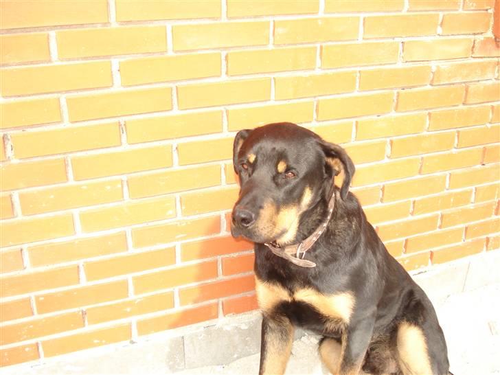 Blanding af racer Basse (bamse)R.I.P billede 4