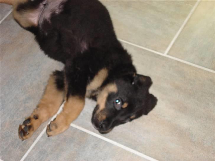 Blanding af racer Basse (bamse)R.I.P billede 5