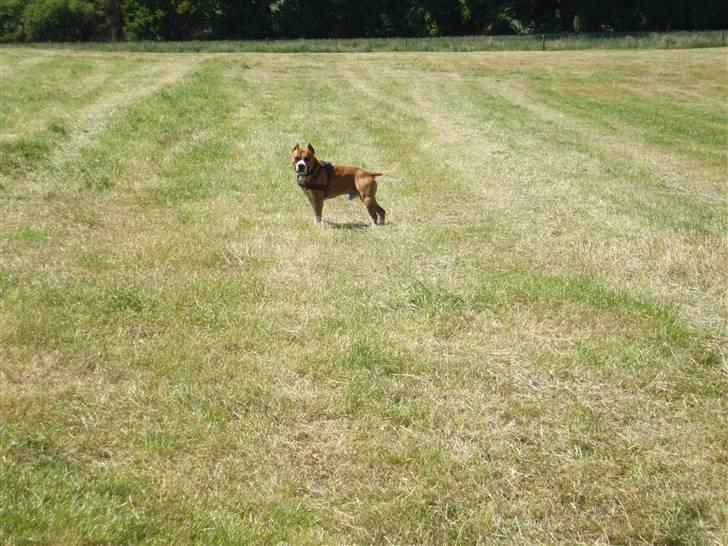 Amerikansk staffordshire terrier Knight Goodfree (king) billede 9