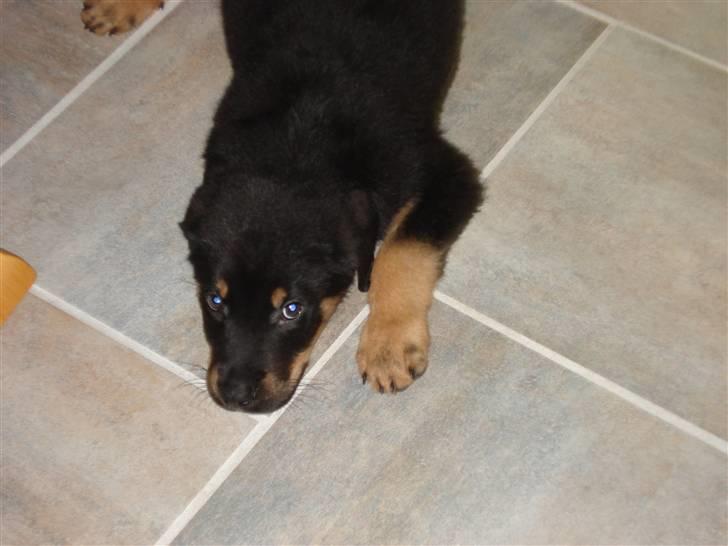 Blanding af racer Basse (bamse)R.I.P billede 6