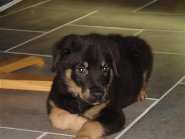 Blanding af racer Basse (bamse)R.I.P billede 7