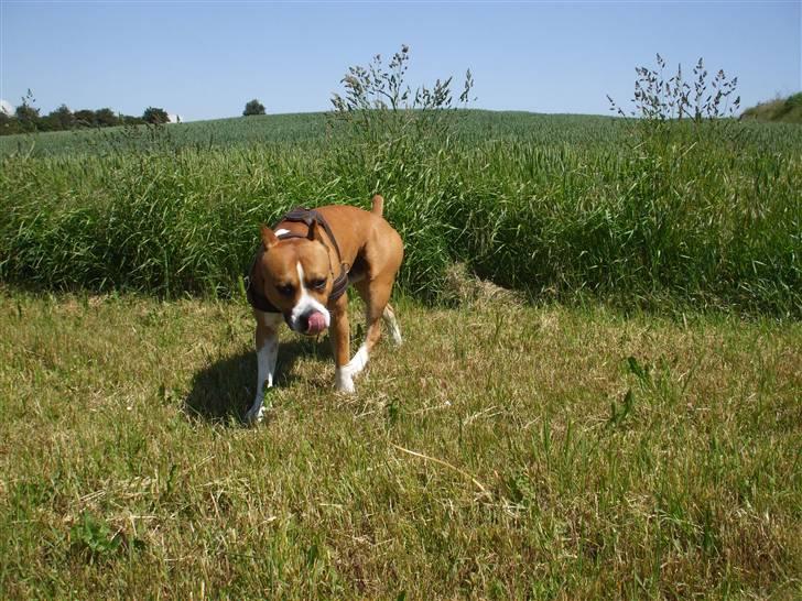 Amerikansk staffordshire terrier Knight Goodfree (king) billede 10