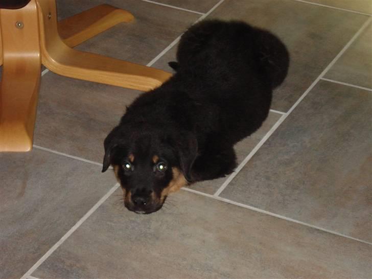 Blanding af racer Basse (bamse)R.I.P billede 8