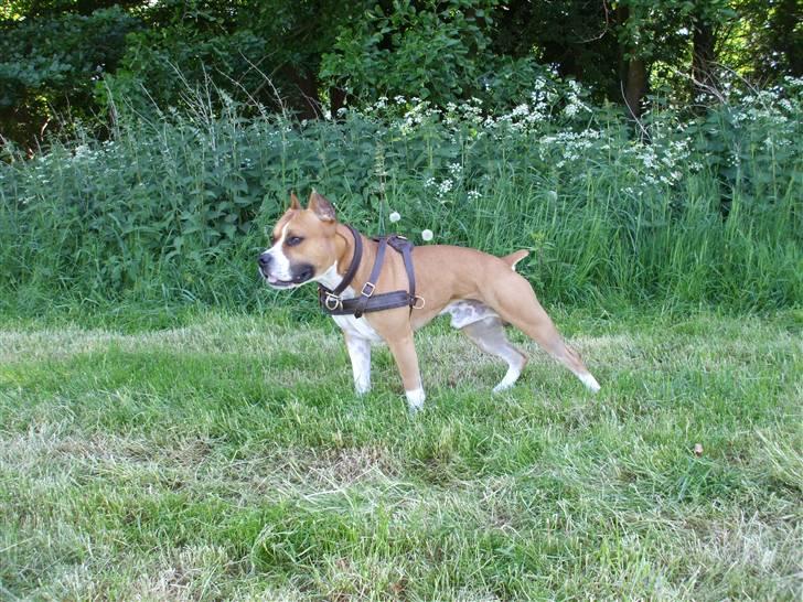 Amerikansk staffordshire terrier Knight Goodfree (king) billede 11