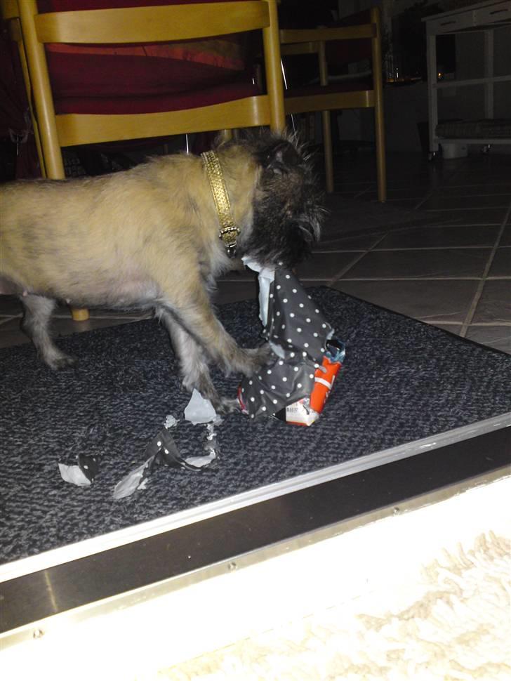 Cairn terrier Fie <3 *VIP* - Fie pakker da ligeså vel som os andre, SELV sine gaver ud juleaften :-) billede 10