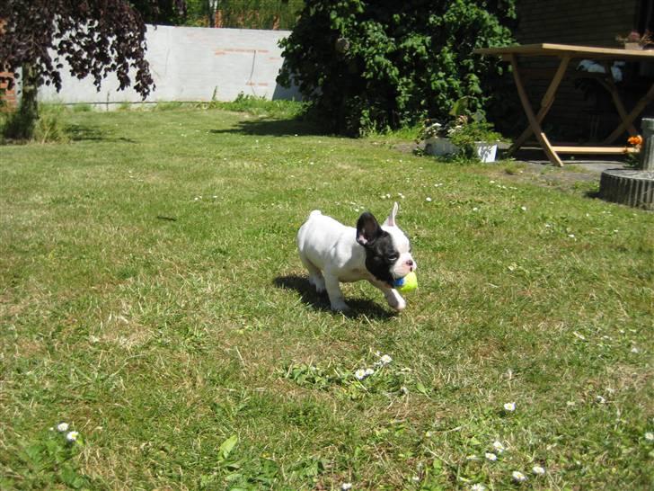 Fransk bulldog Bandi - Fang mig jeg har bolden. billede 2