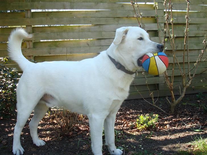 Blanding af racer Buller R.I.P billede 20