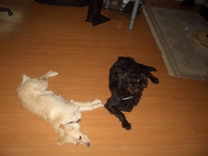 Blanding af racer Buller - Molly og Buller? billede 8