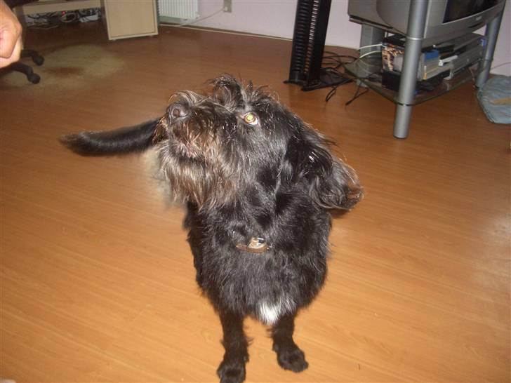 Blanding af racer Buller - Mad:) billede 9