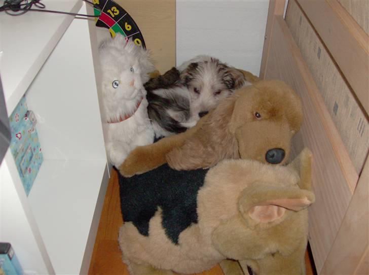 Petit basset griffon wendéen Jack - Vi hygger os :) billede 8