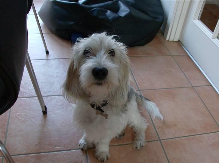 Petit basset griffon wendéen Jack billede 9