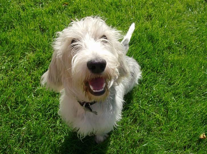 Petit basset griffon wendéen Jack billede 10