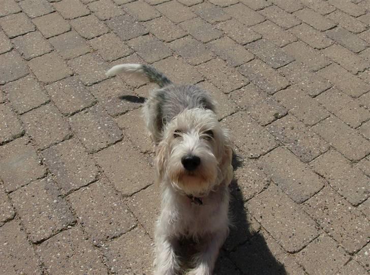 Petit basset griffon wendéen Jack billede 11