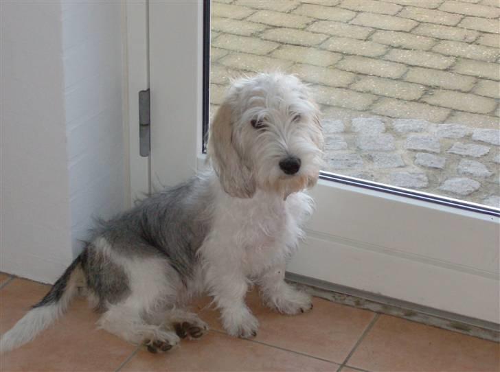 Petit basset griffon wendéen Jack billede 12