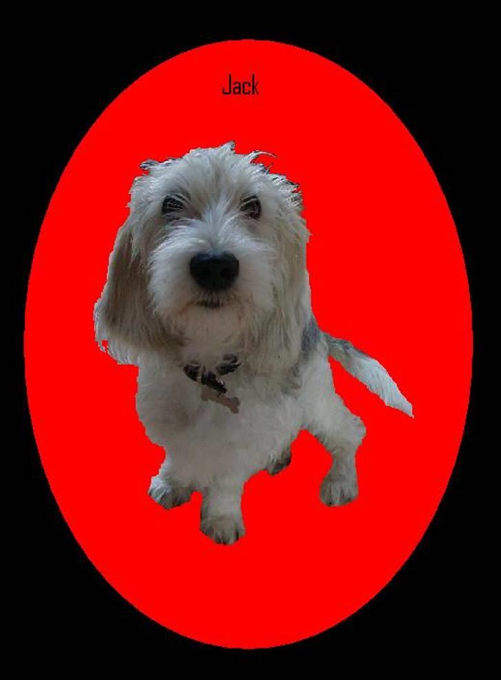 Petit basset griffon wendéen Jack billede 13