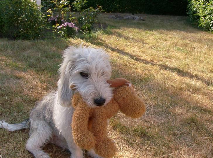 Petit basset griffon wendéen Jack - Se min bamse billede 14