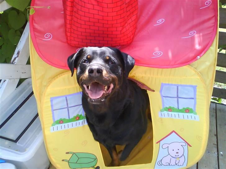 Rottweiler Rex -  det er altid godt at ha et hus til  det  gode vejr så man kan være i skugge. billede 1