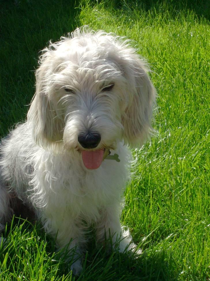 Petit basset griffon wendéen Jack - Jeg bidder i græset billede 15