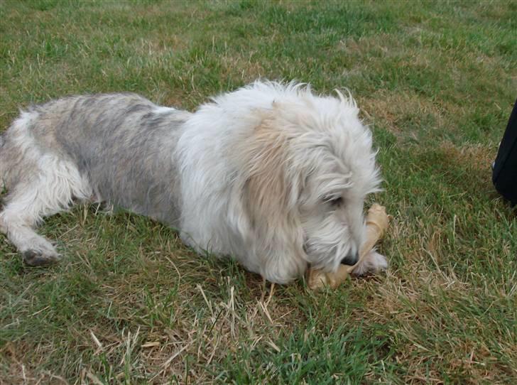 Petit basset griffon wendéen Jack billede 16