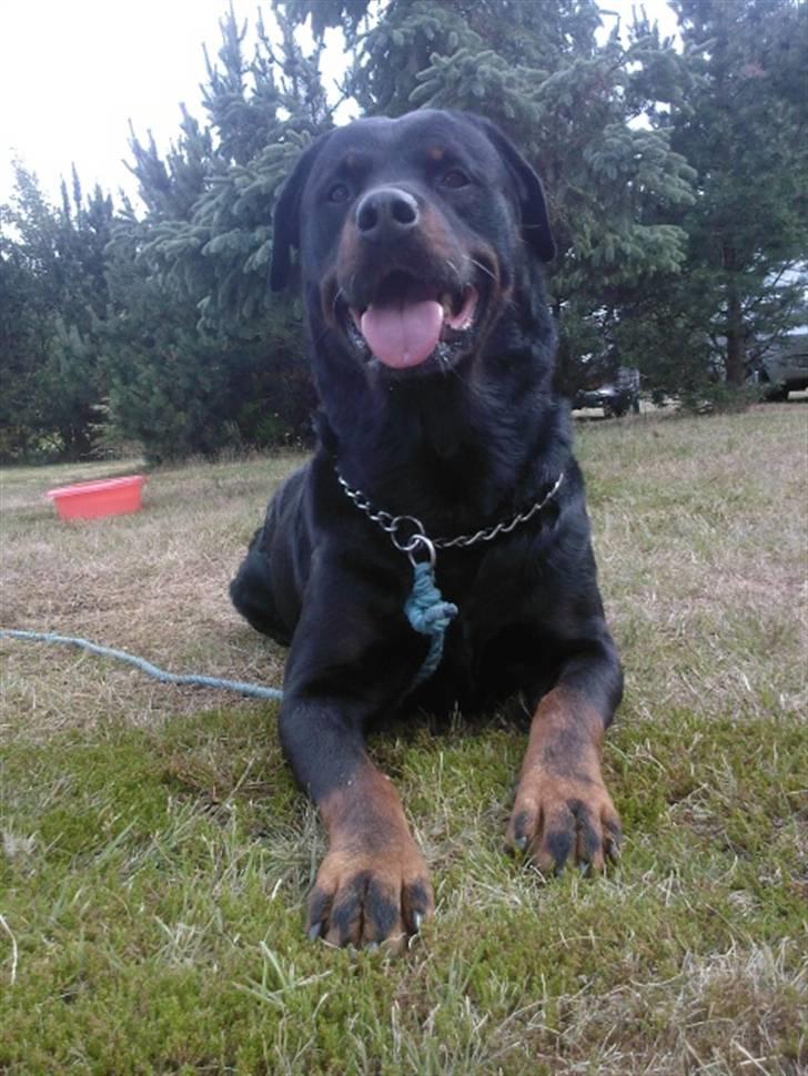 Rottweiler Rex - husk støvler og hue når du går du i det dårlige vejr . billede 2