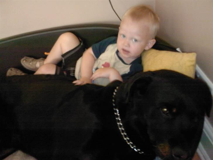 Rottweiler Rex - en god slapper når man har hoppet  billede 3