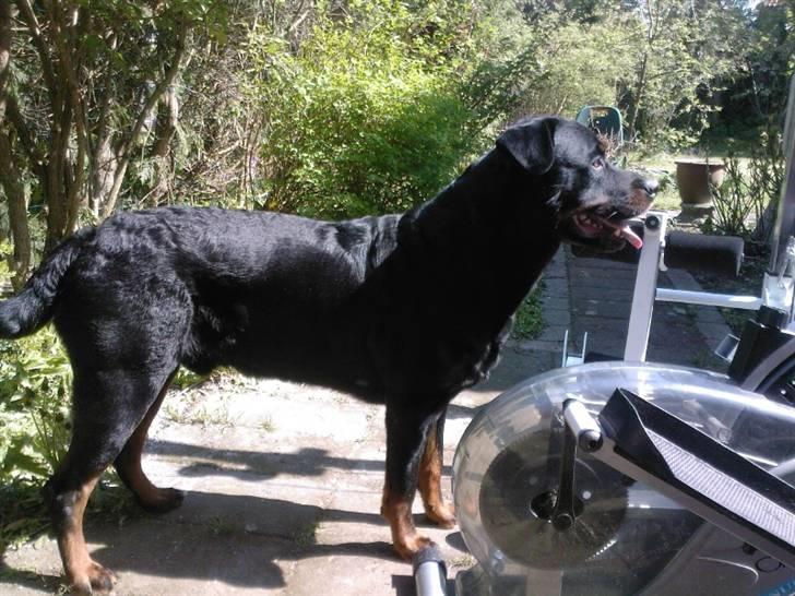Rottweiler Rex billede 4