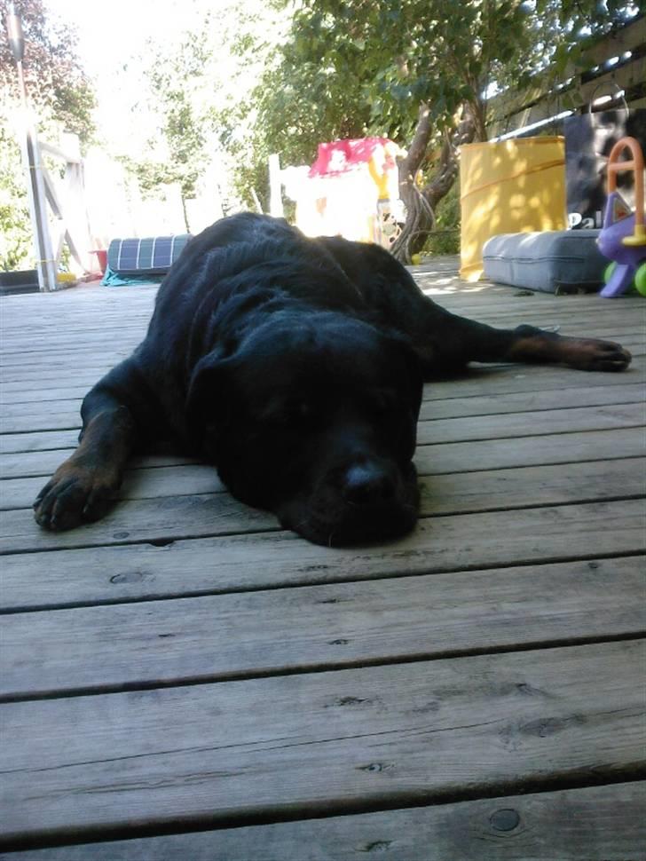 Rottweiler Rex billede 5