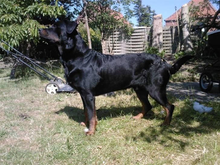 Rottweiler Rex - så er det med et stå pænt der går tøsser. billede 6