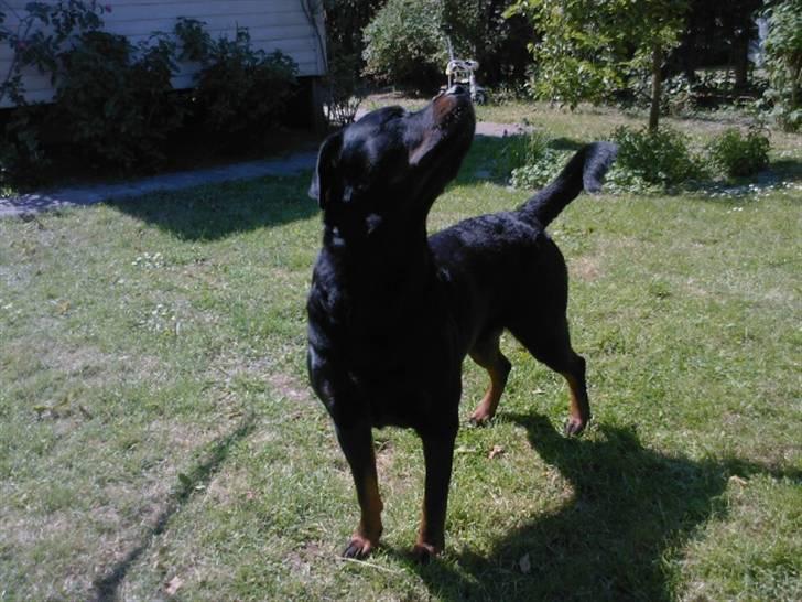 Rottweiler Rex - hvad er det der er i luften. billede 7