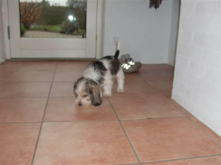 Petit basset griffon wendéen Jack billede 17