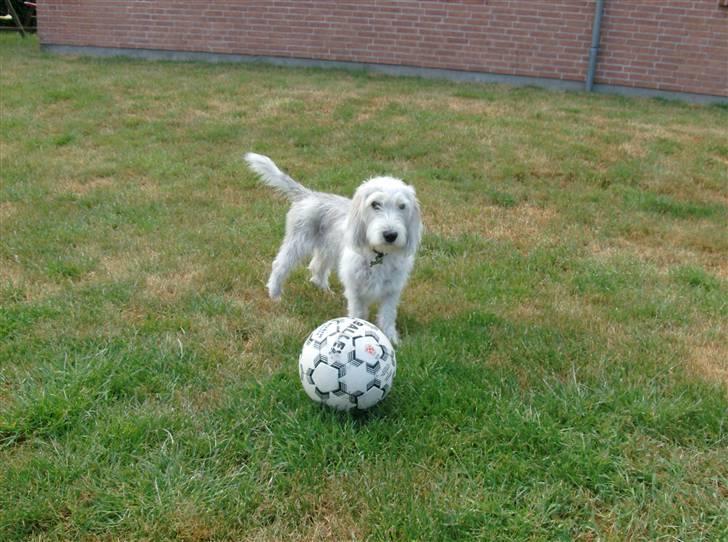 Petit basset griffon wendéen Jack - Skal vi spille fodboldt billede 18